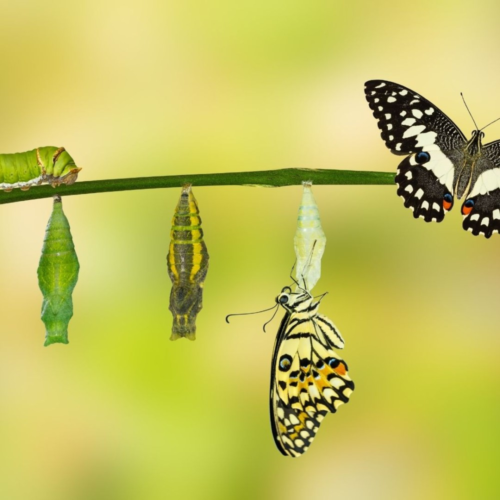 Metamorphosis - A way of agile shape shifting